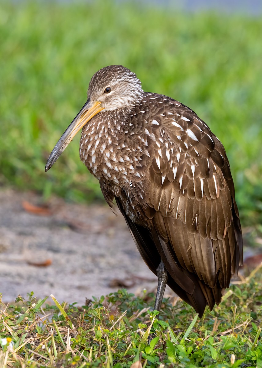 Limpkin - ML646919612