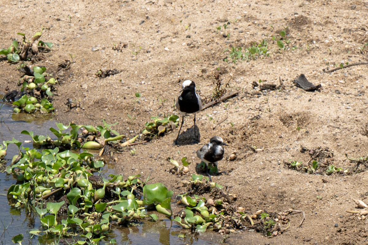 Blacksmith Lapwing - ML646919617