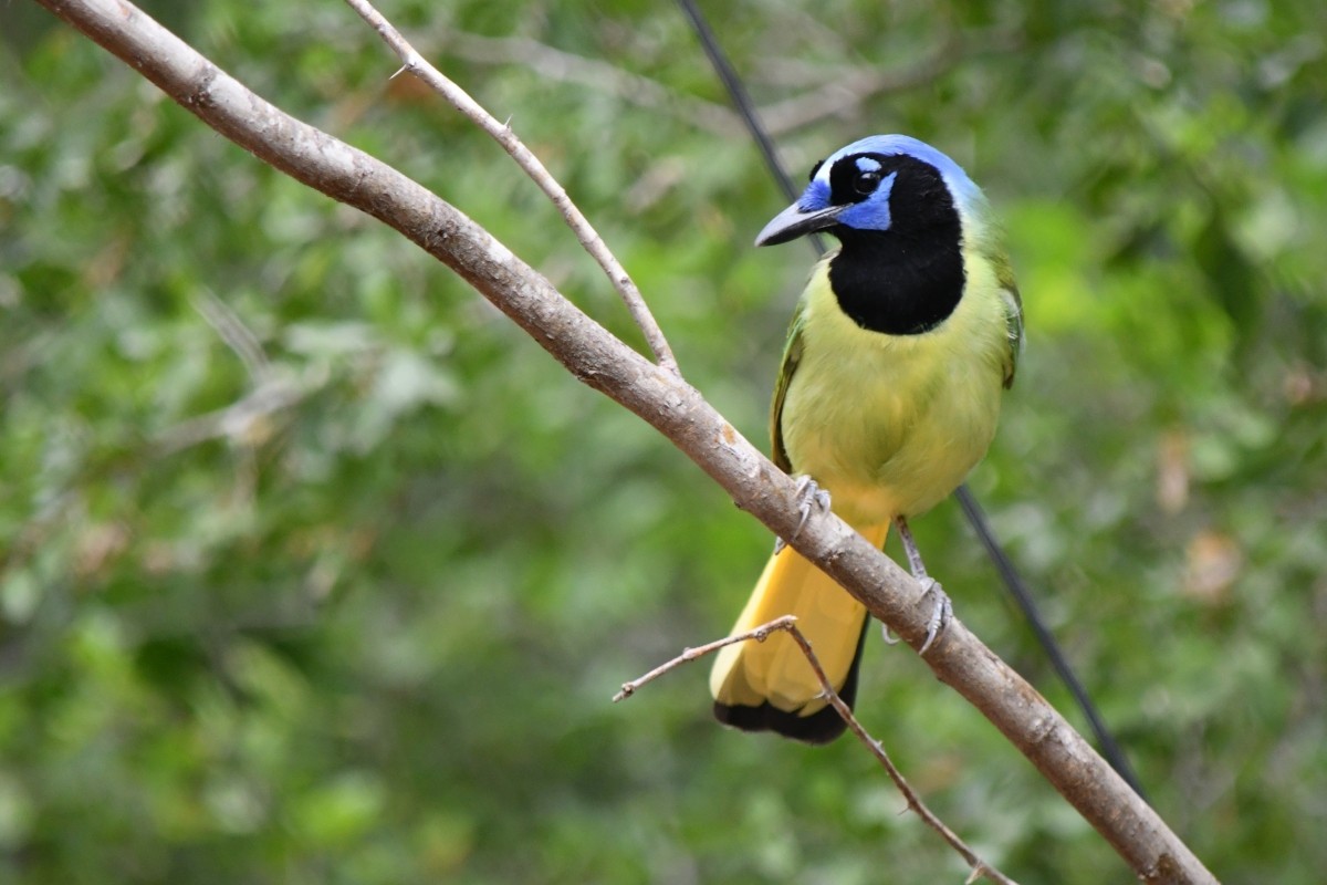 inkaskrike - ML646919618