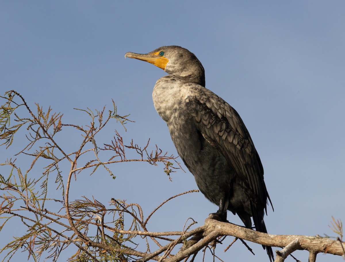 Double-crested Cormorant - ML646919619