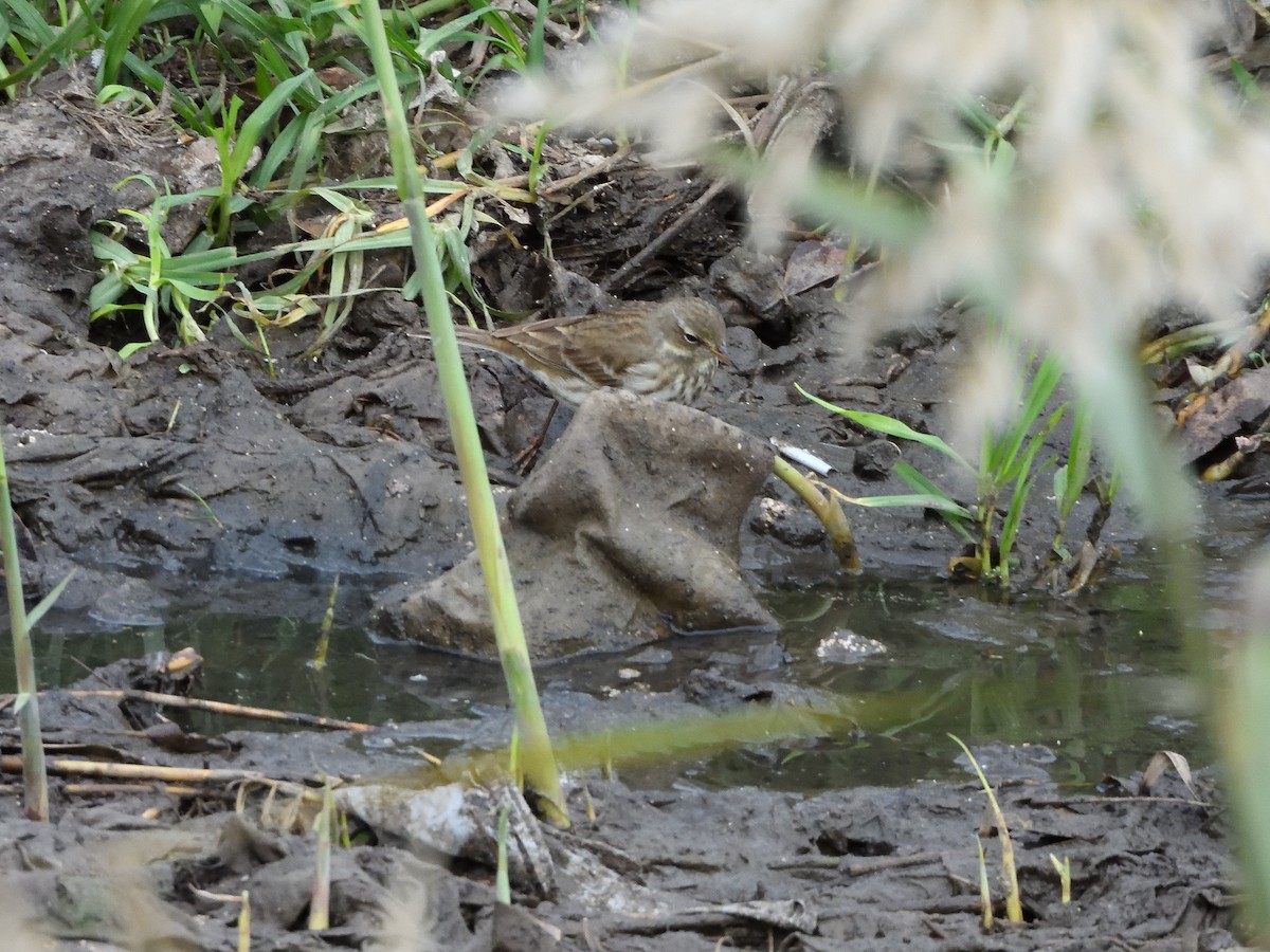 サメイロタヒバリ - ML646919620