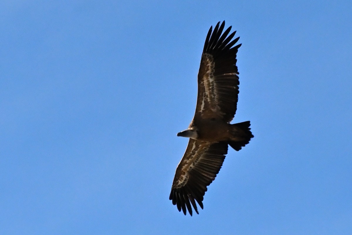 シロエリハゲワシ - ML646919621