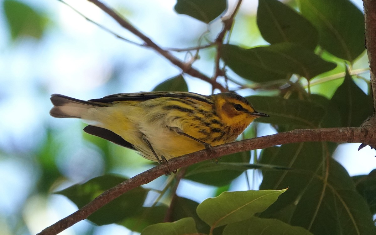 Cape May Warbler - ML646919622