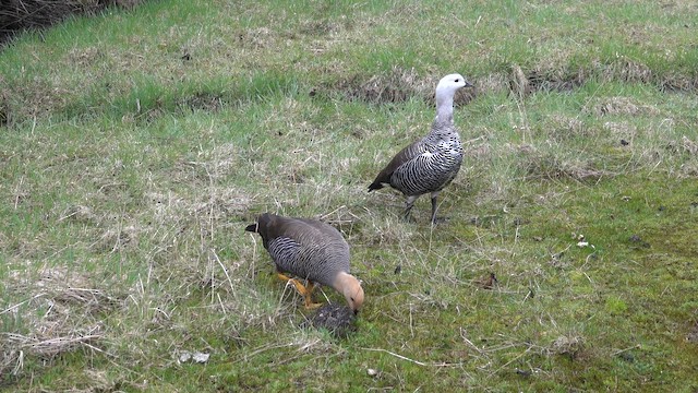 Upland Goose - ML646919623