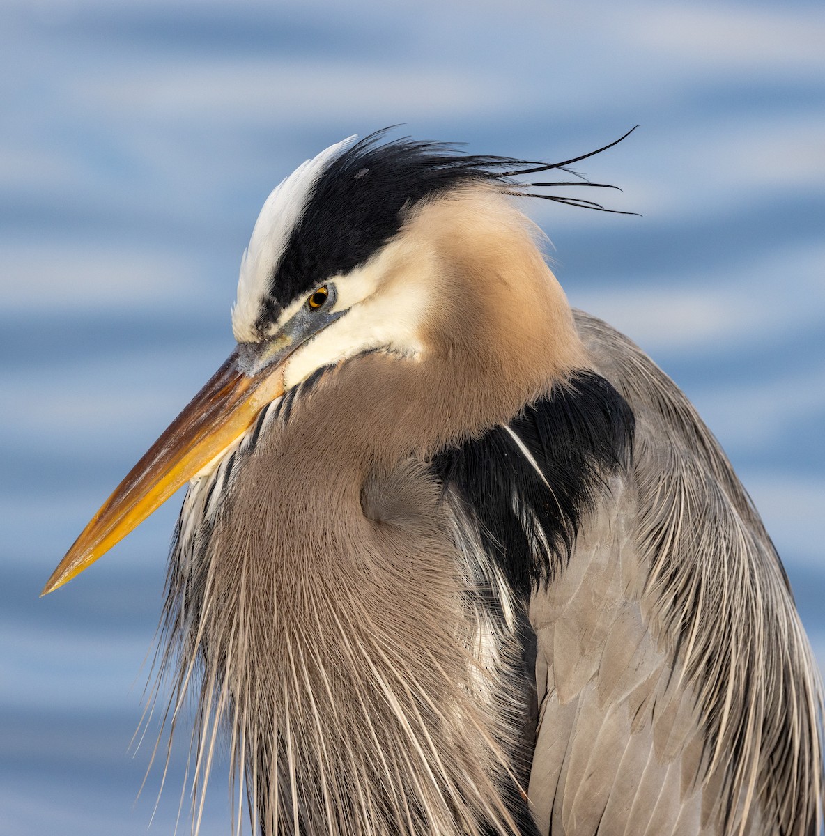 Great Blue Heron - ML646919624