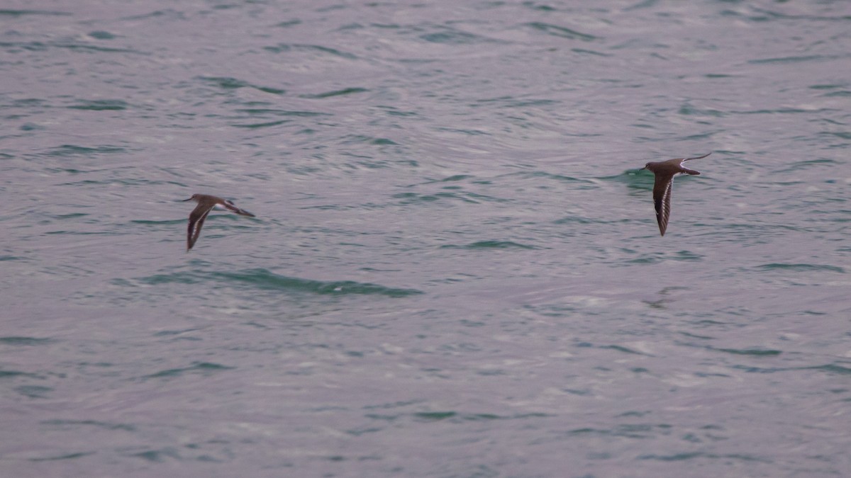 イソシギ - ML646919626