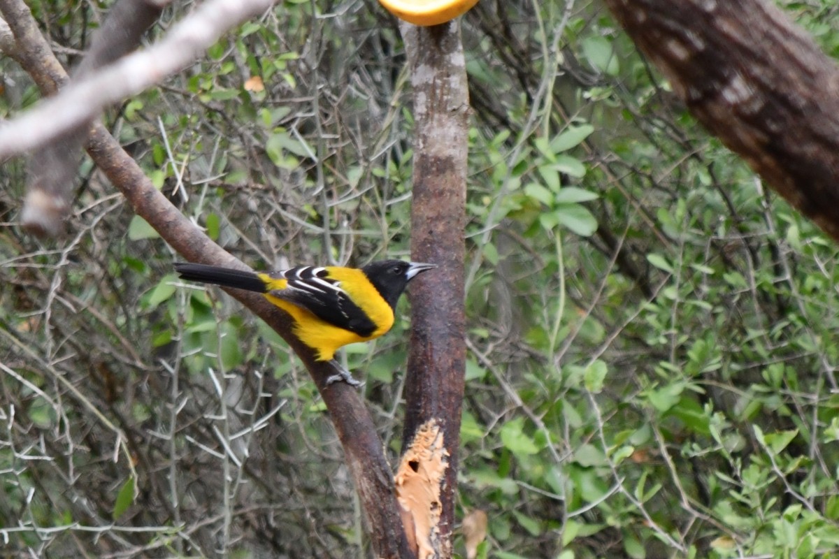 sitrontrupial - ML646919630