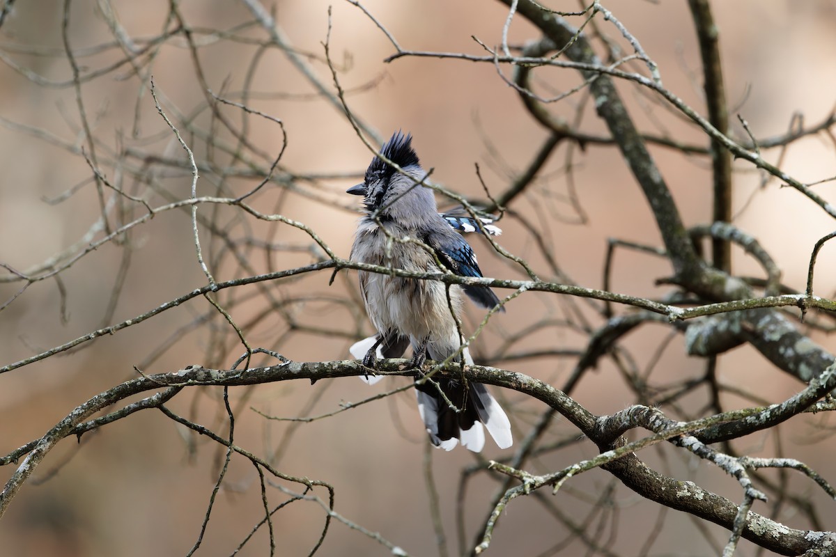 sojka chocholatá - ML646919631