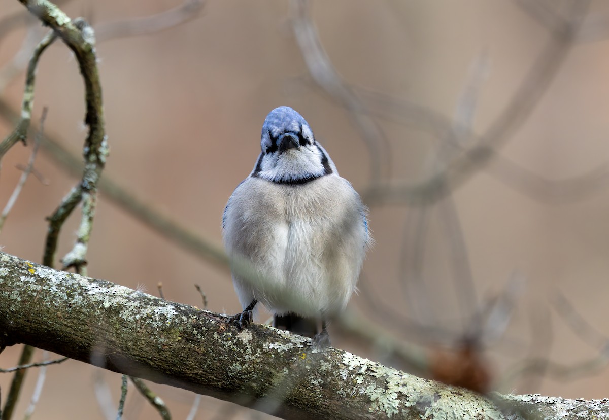 sojka chocholatá - ML646919632