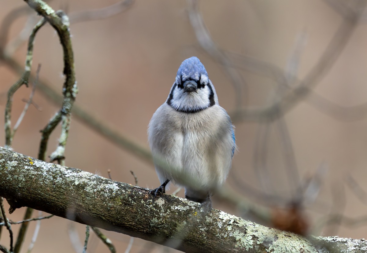 sojka chocholatá - ML646919633