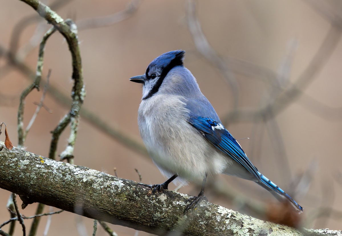 sojka chocholatá - ML646919634