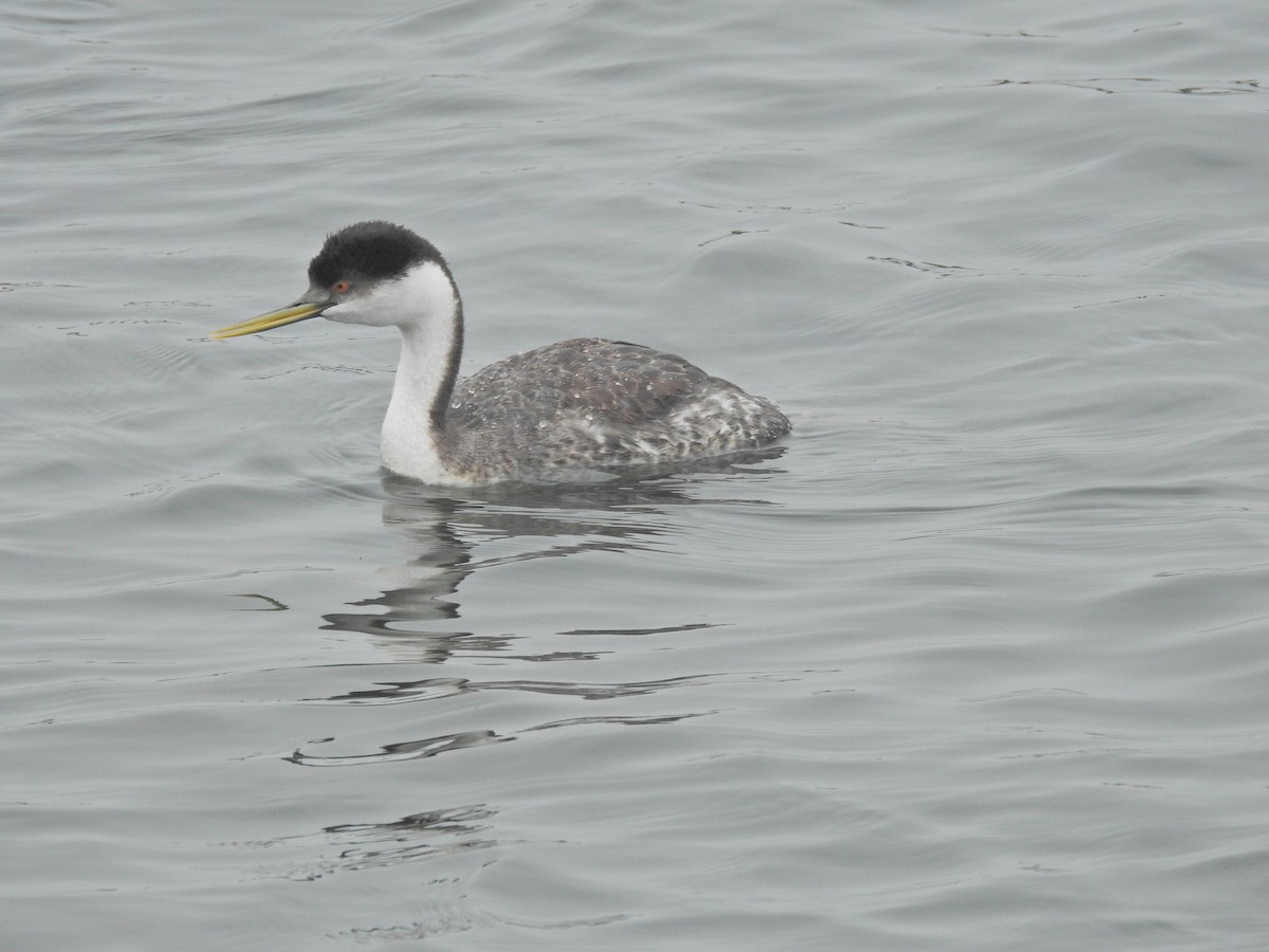 Западная поганка - ML646919635