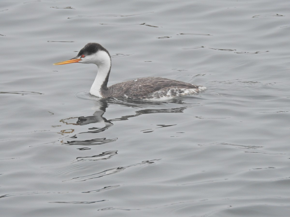 Западная поганка - ML646919636