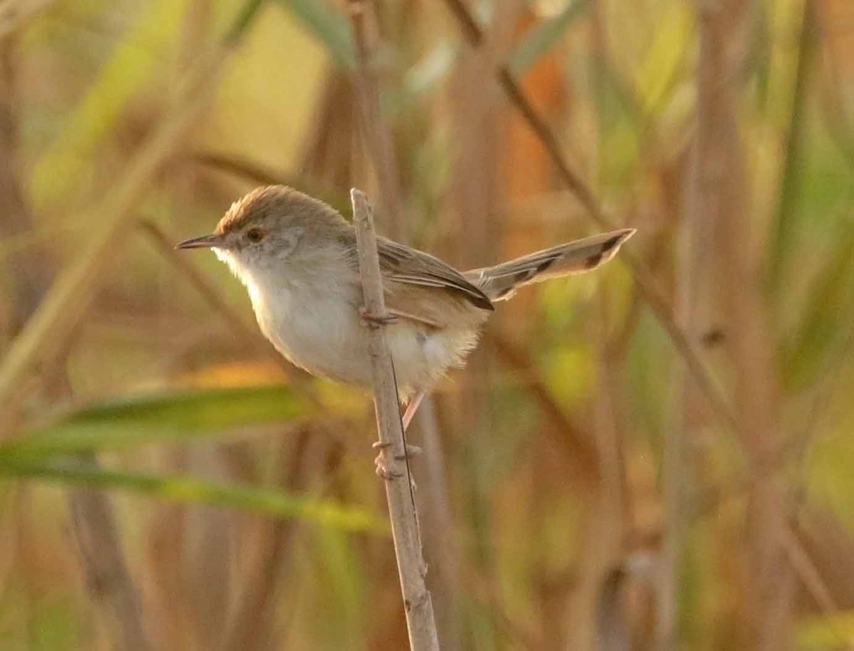 Принія афро-азійська - ML646919637