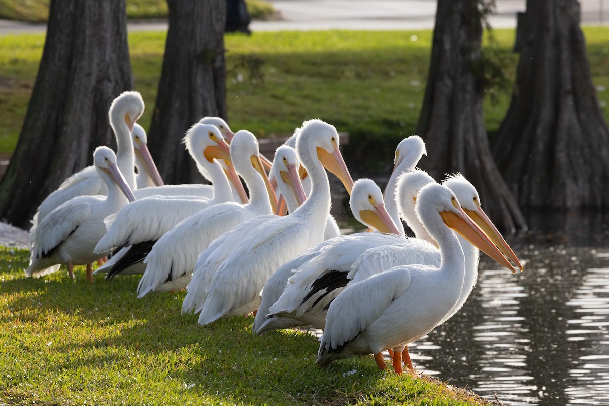 American White Pelican - ML646919640