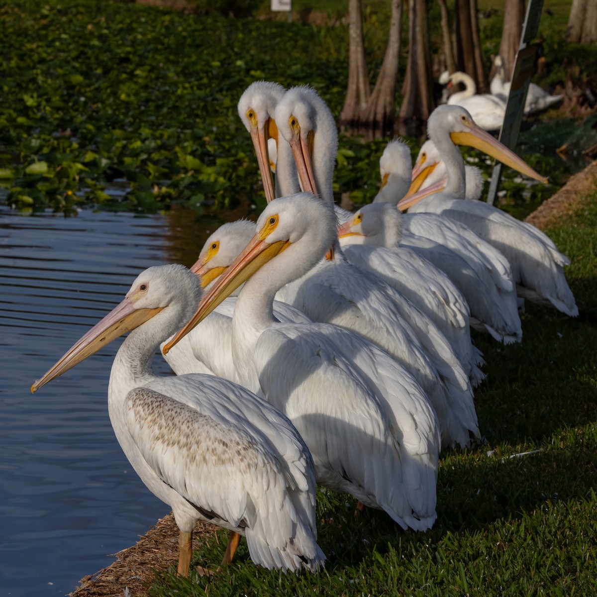 American White Pelican - ML646919641