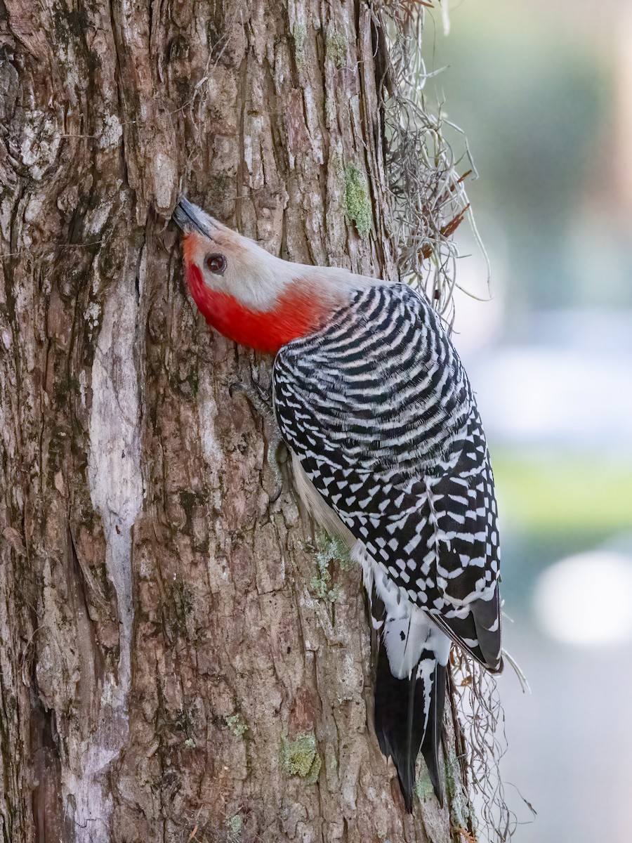 Red-bellied Woodpecker - ML646919644