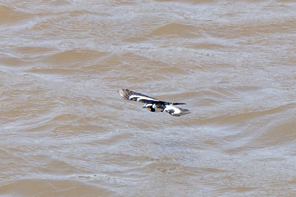African Pied Wagtail - ML646919646