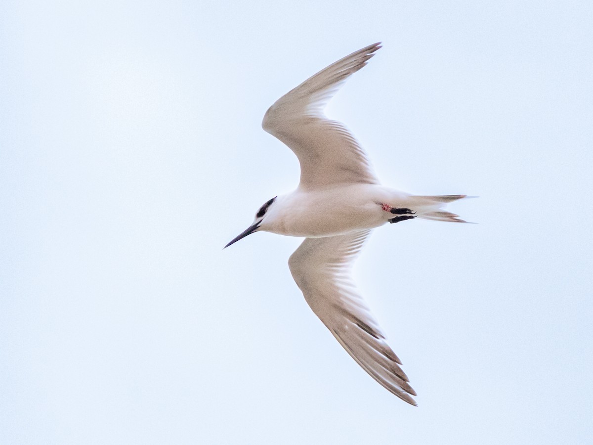 サンドイッチアジサシ - ML646919648