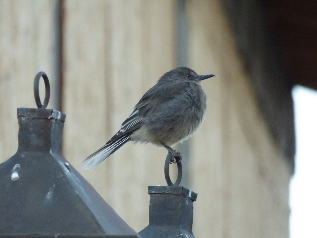 Black-billed Shrike-Tyrant - ML646919650