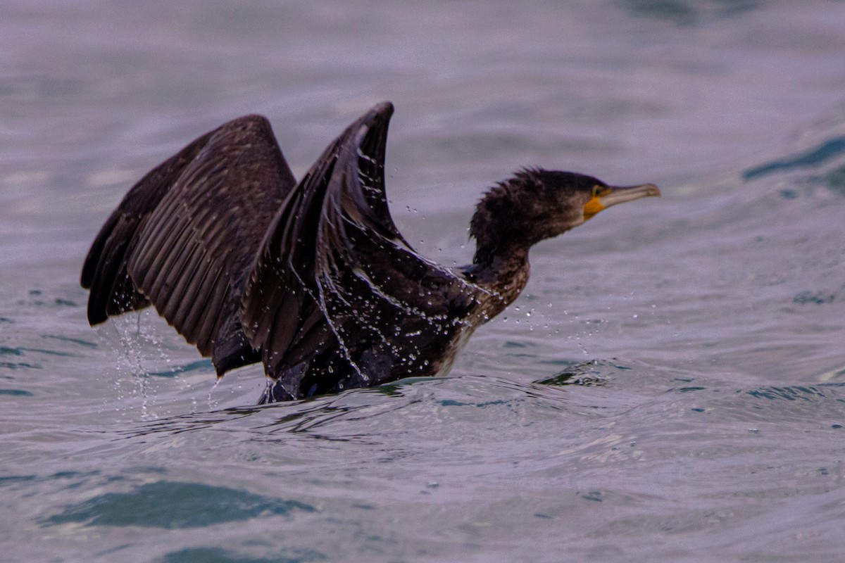 カワウ - ML646919653