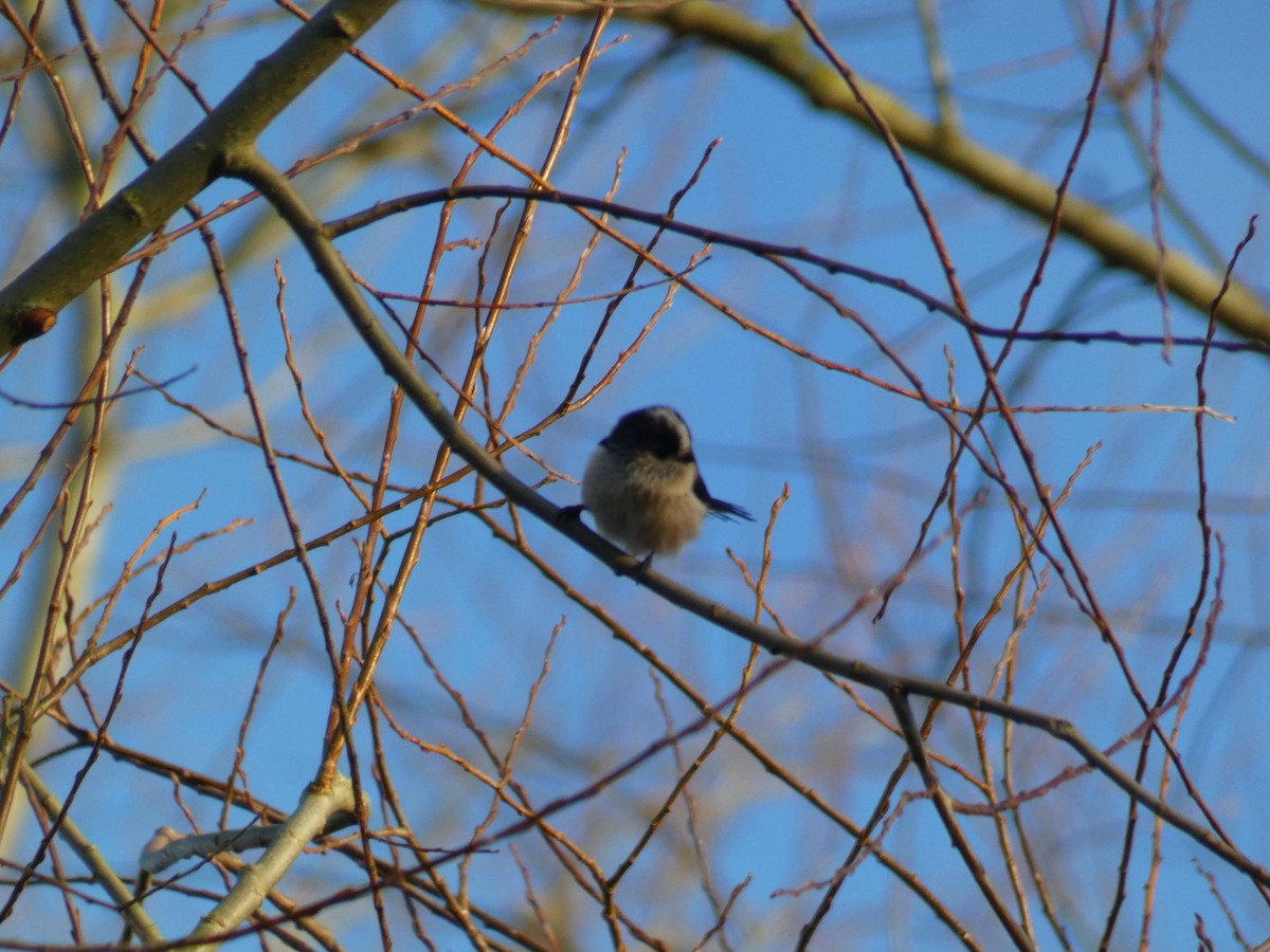 Long-tailed Tit - ML646919654