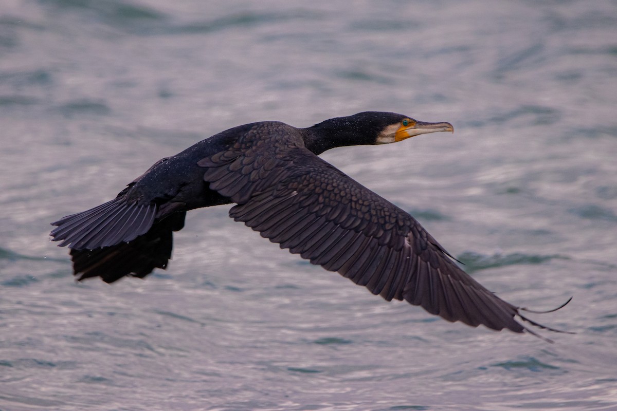 カワウ - ML646919655