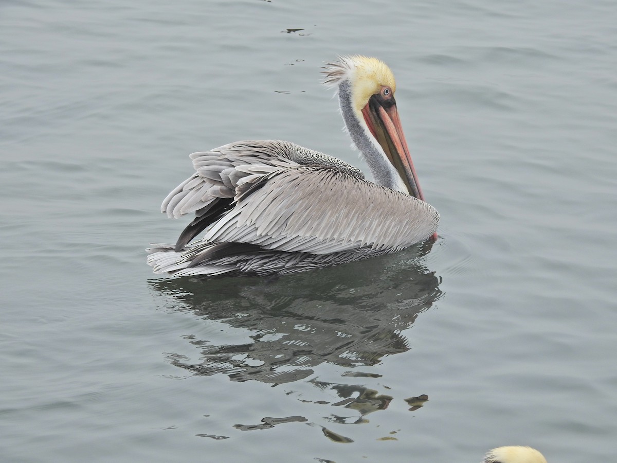 Бурый пеликан - ML646919657