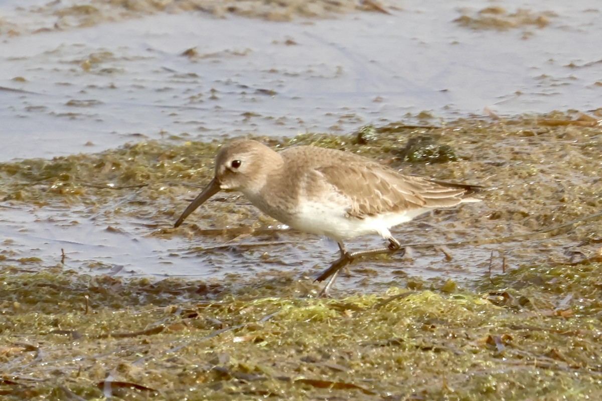 Dunlin - ML646919659