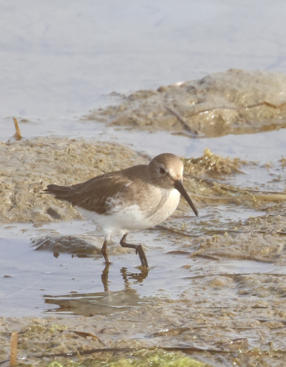 Dunlin - ML646919660