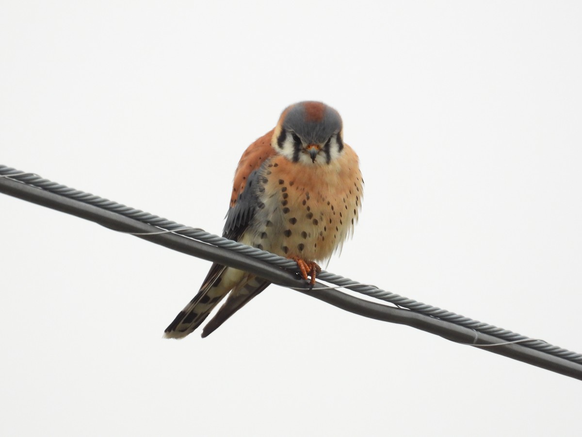 Crécerelle d'Amérique - ML646919662