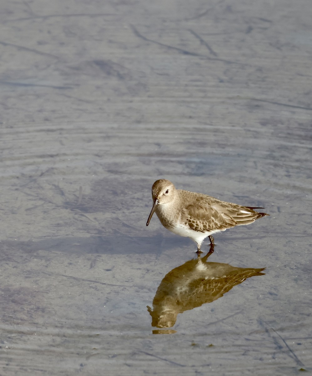 Dunlin - ML646919664