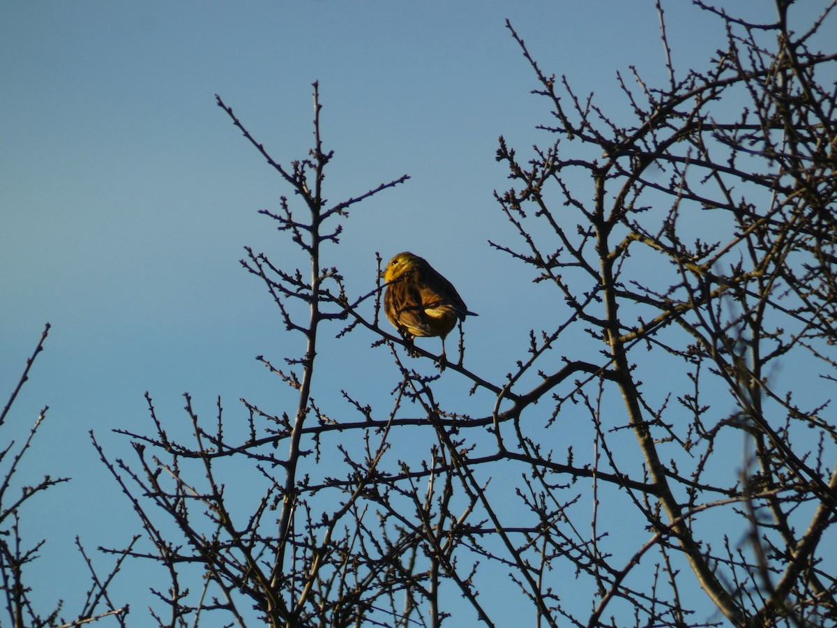 Yellowhammer - ML646919665