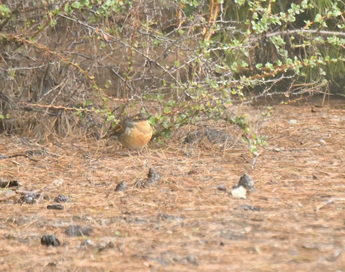 Varied Thrush - ML646919666
