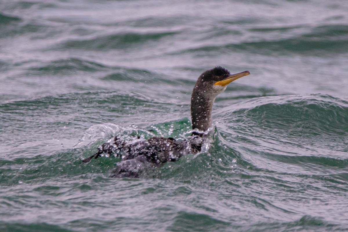 ヨーロッパヒメウ - ML646919667