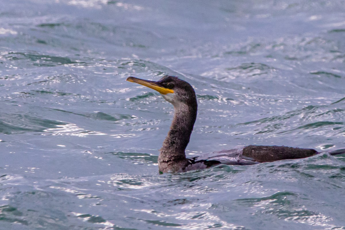 ヨーロッパヒメウ - ML646919668