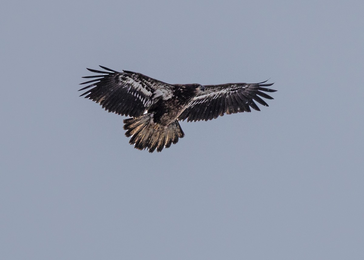 Bald Eagle - ML646919671