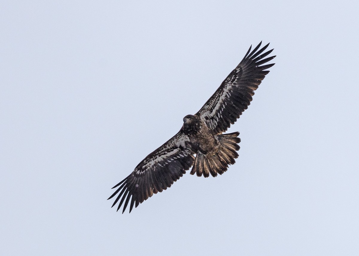 Bald Eagle - ML646919673