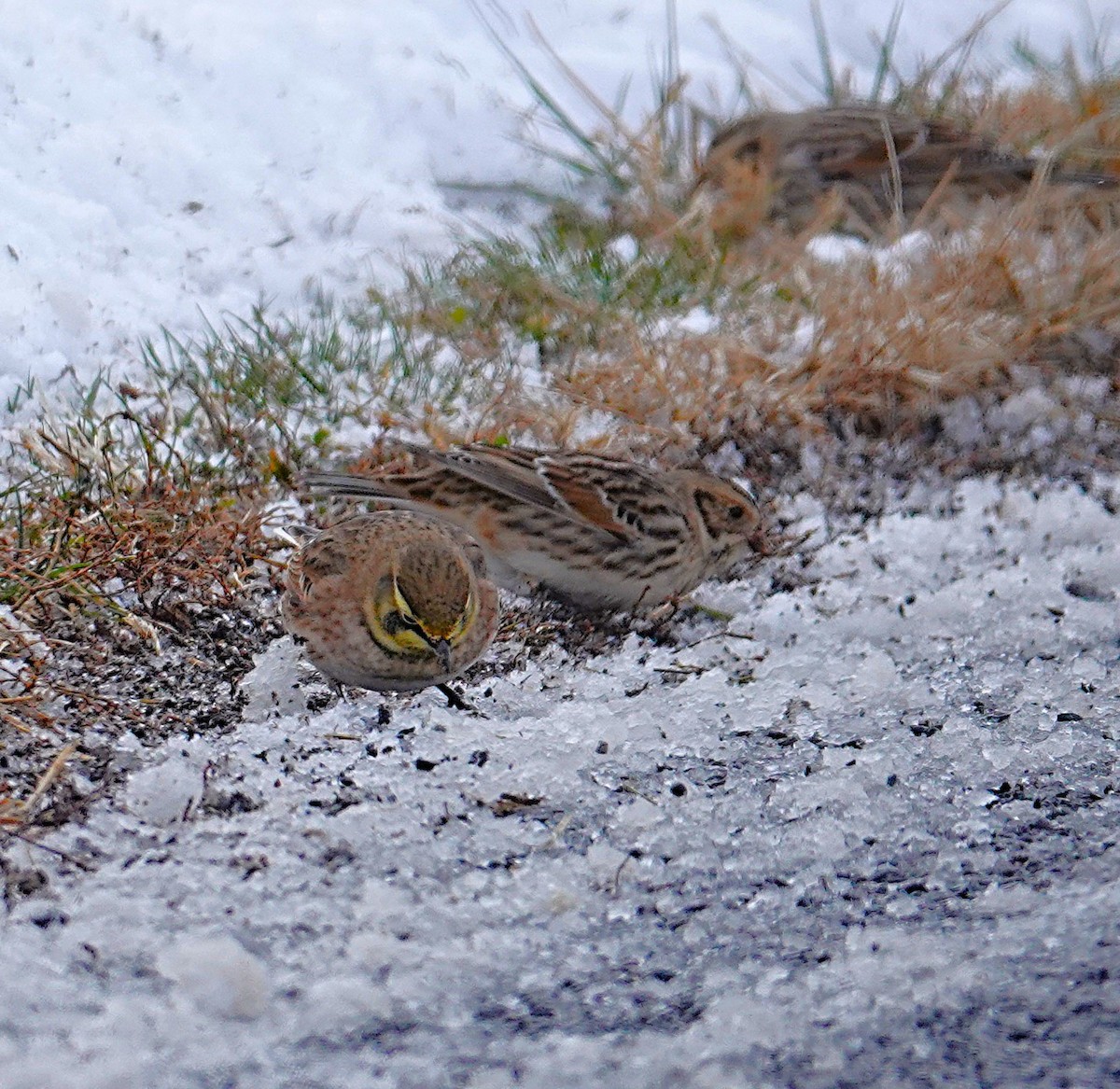 Lapland Longspur - ML646919674