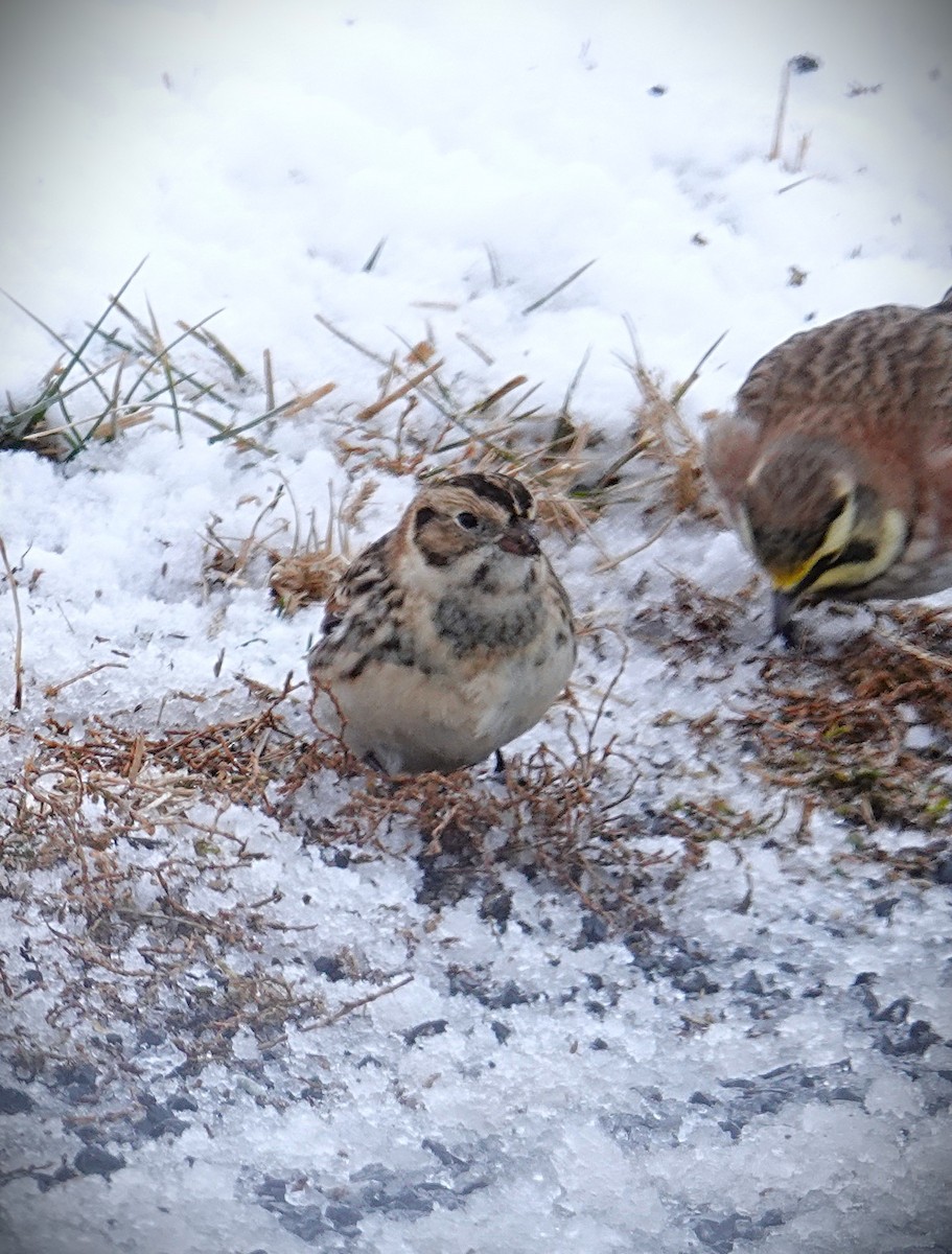 Lapland Longspur - ML646919675