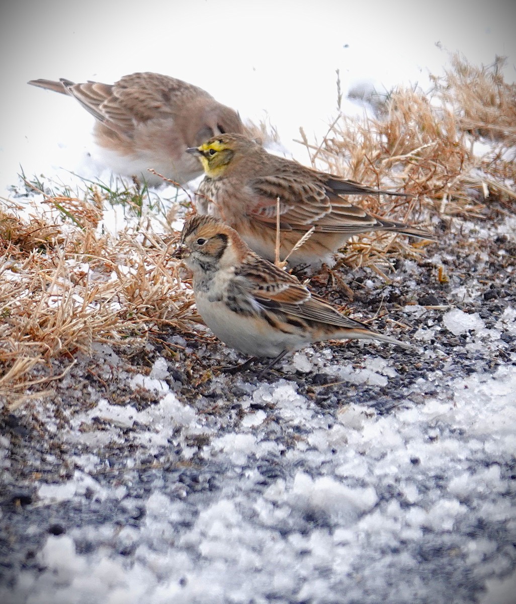 Lapland Longspur - ML646919676