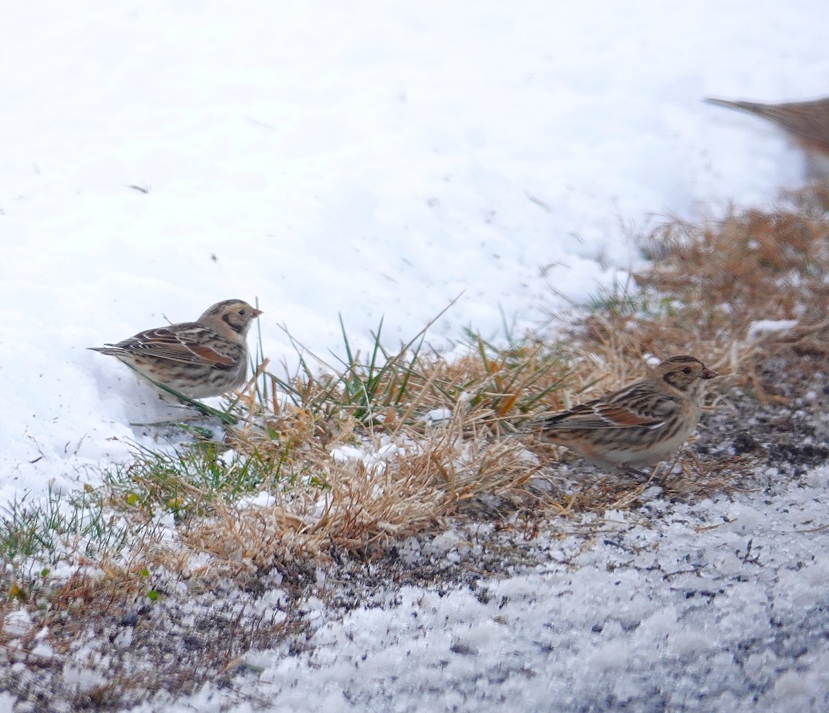 Lapland Longspur - ML646919677