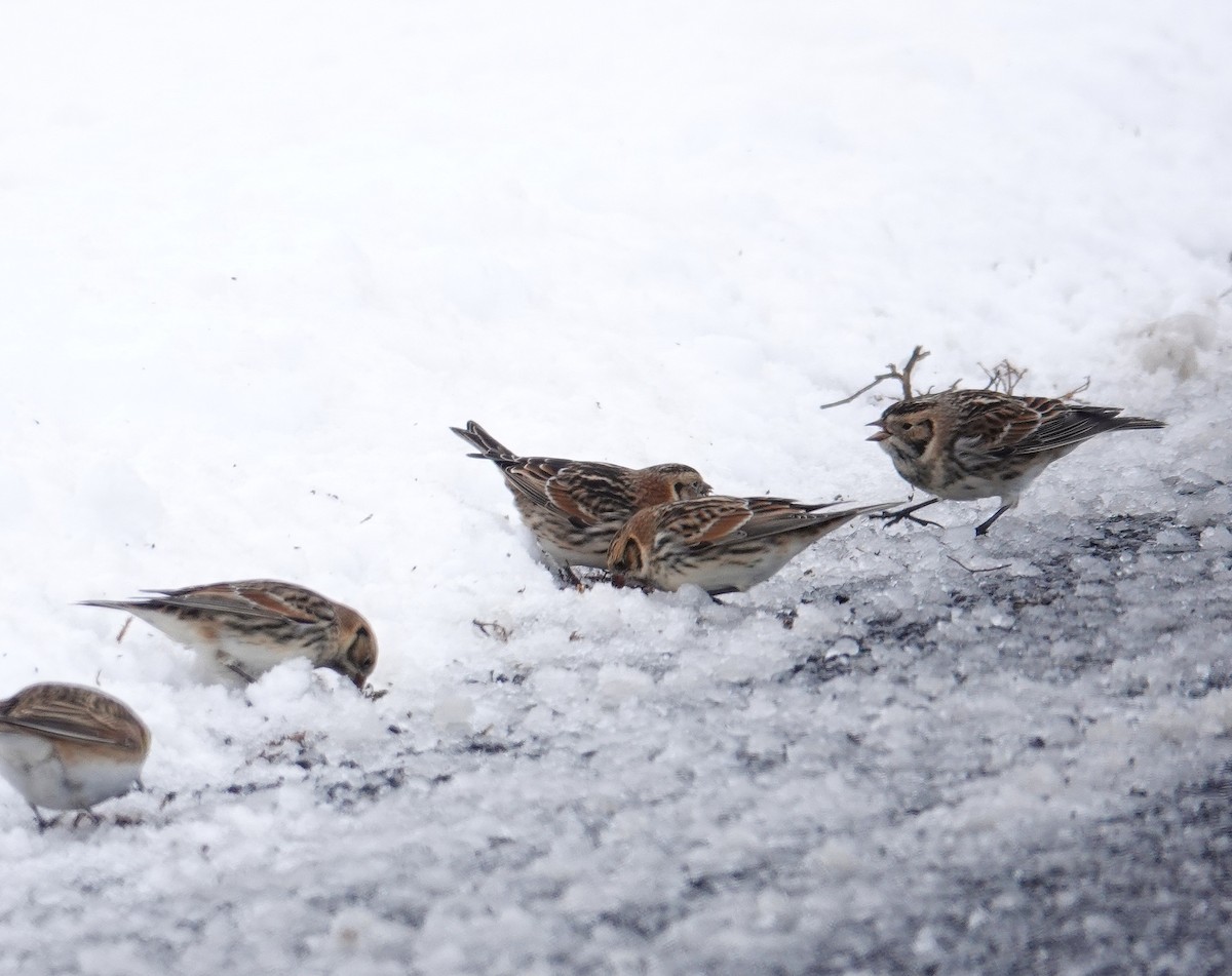 Lapland Longspur - ML646919678