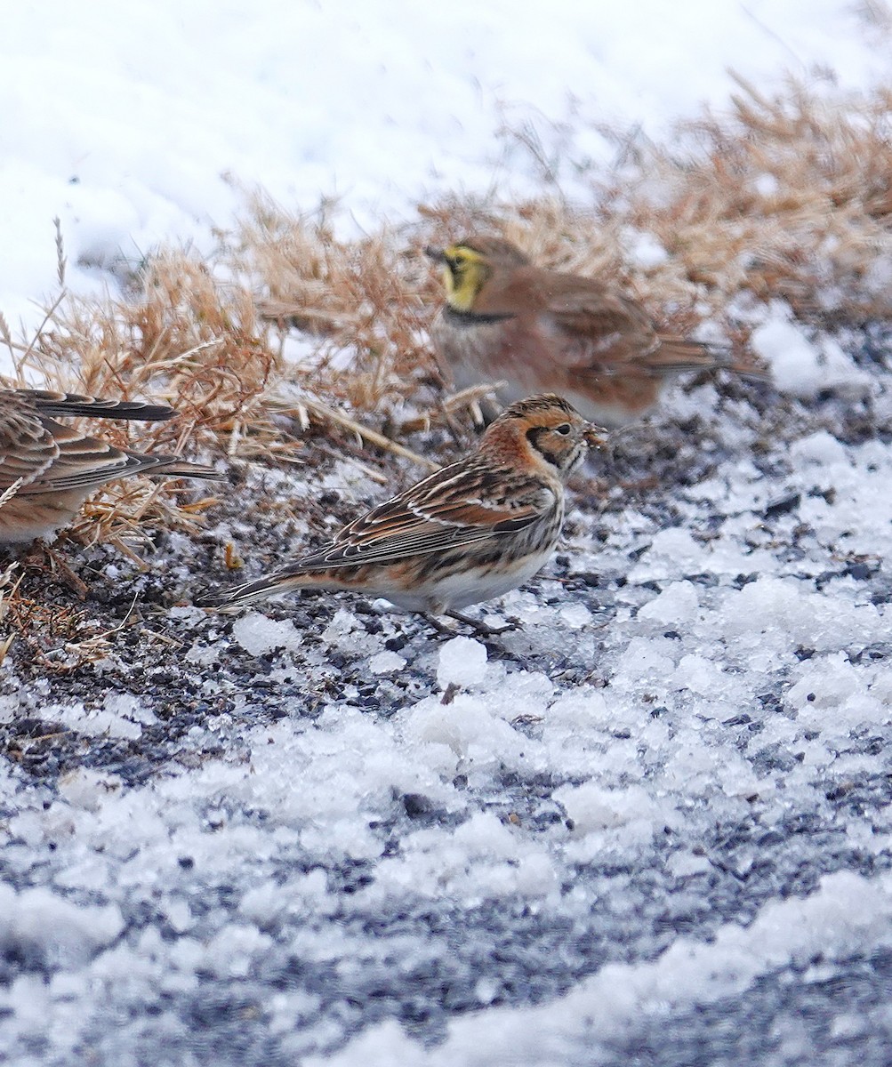 Lapland Longspur - ML646919680