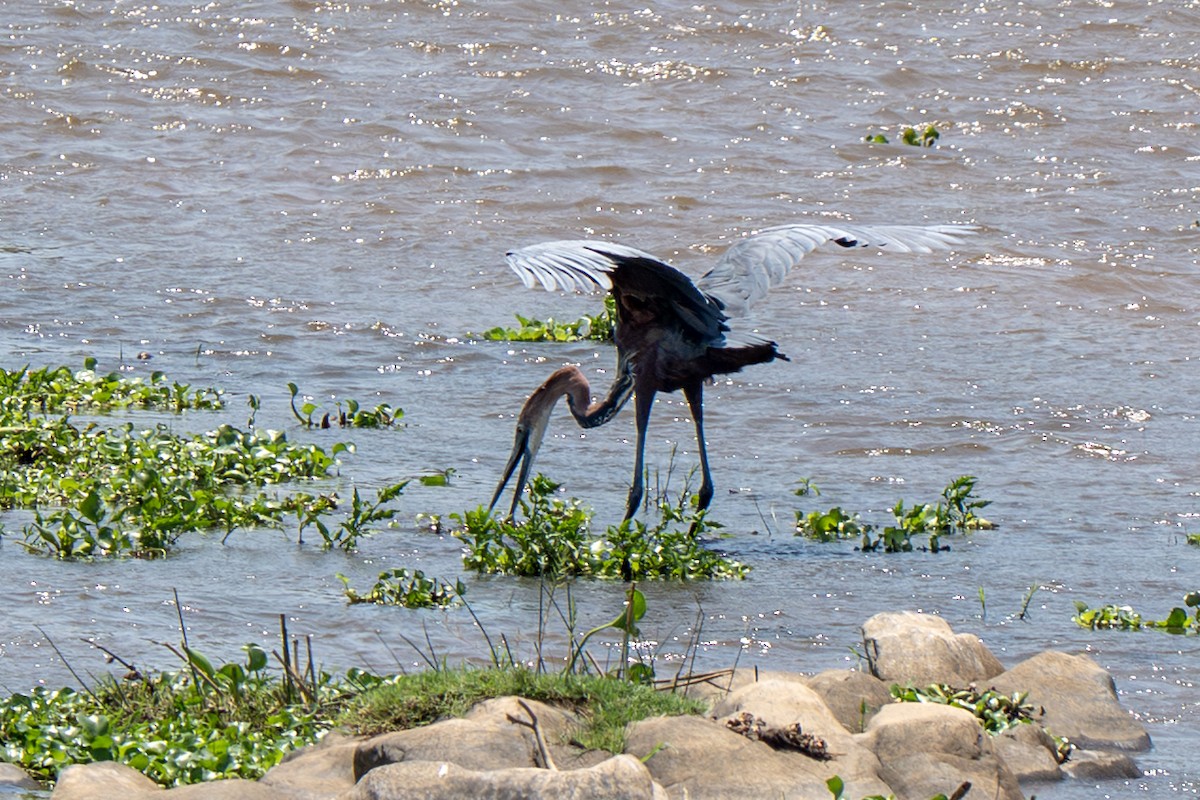 Goliath Heron - ML646919681