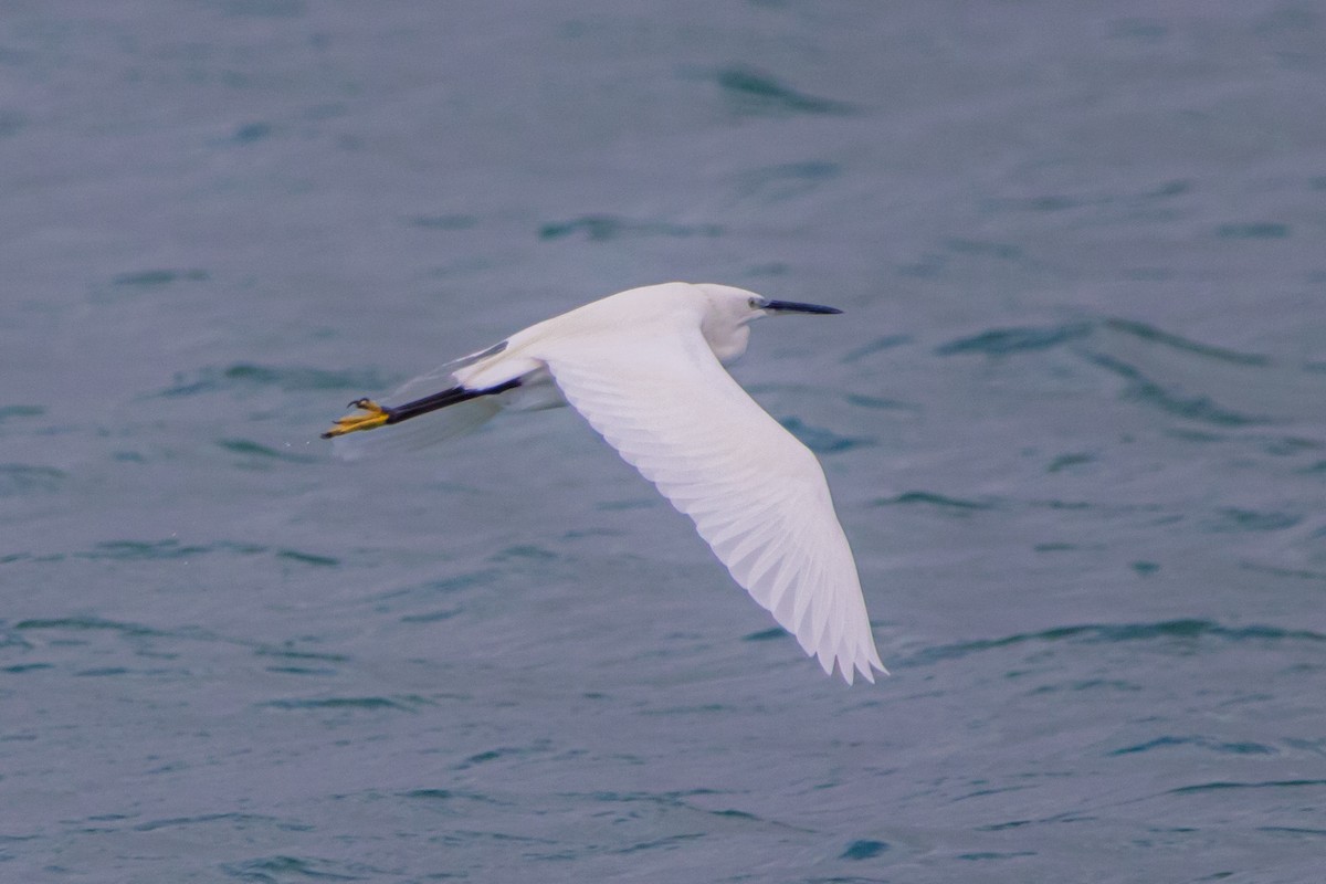 コサギ - ML646919682