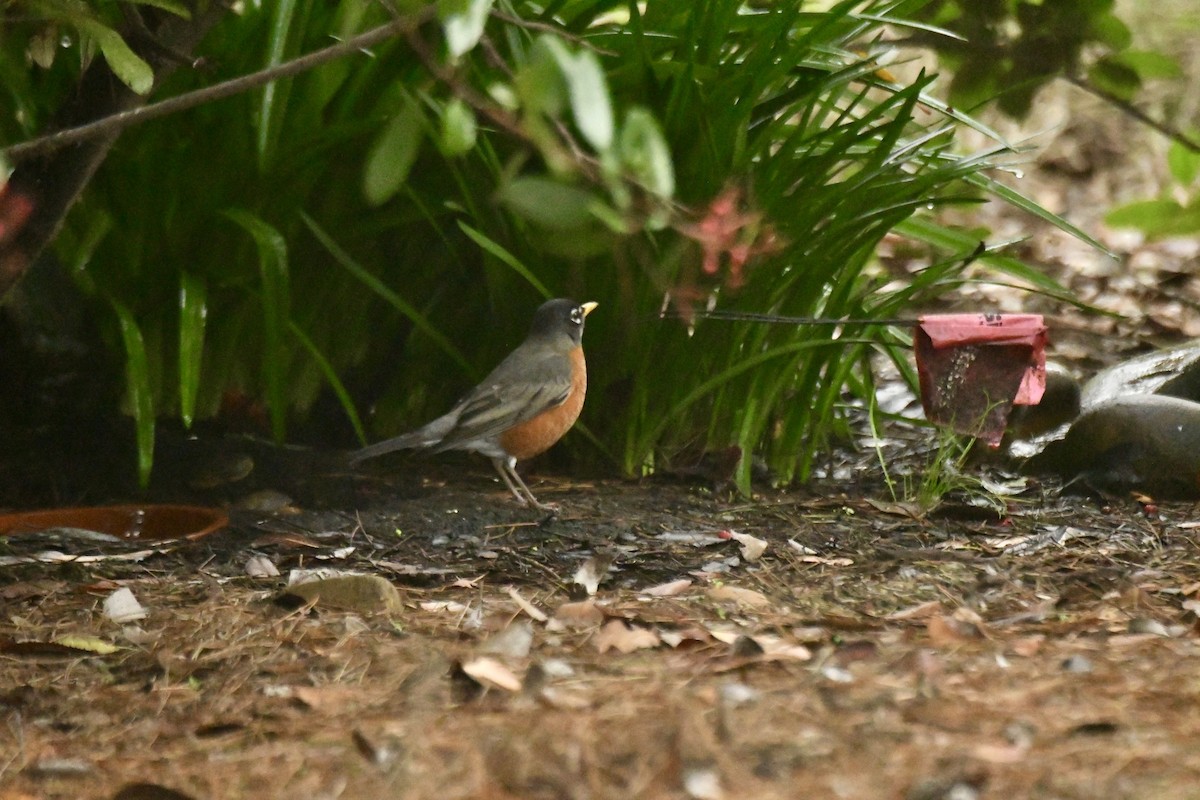 American Robin - ML646919684