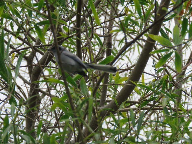 leskot škraboškový - ML646919685