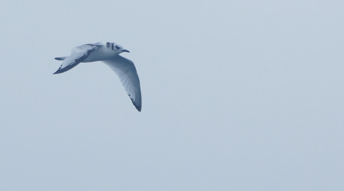 krykkje - ML646919691