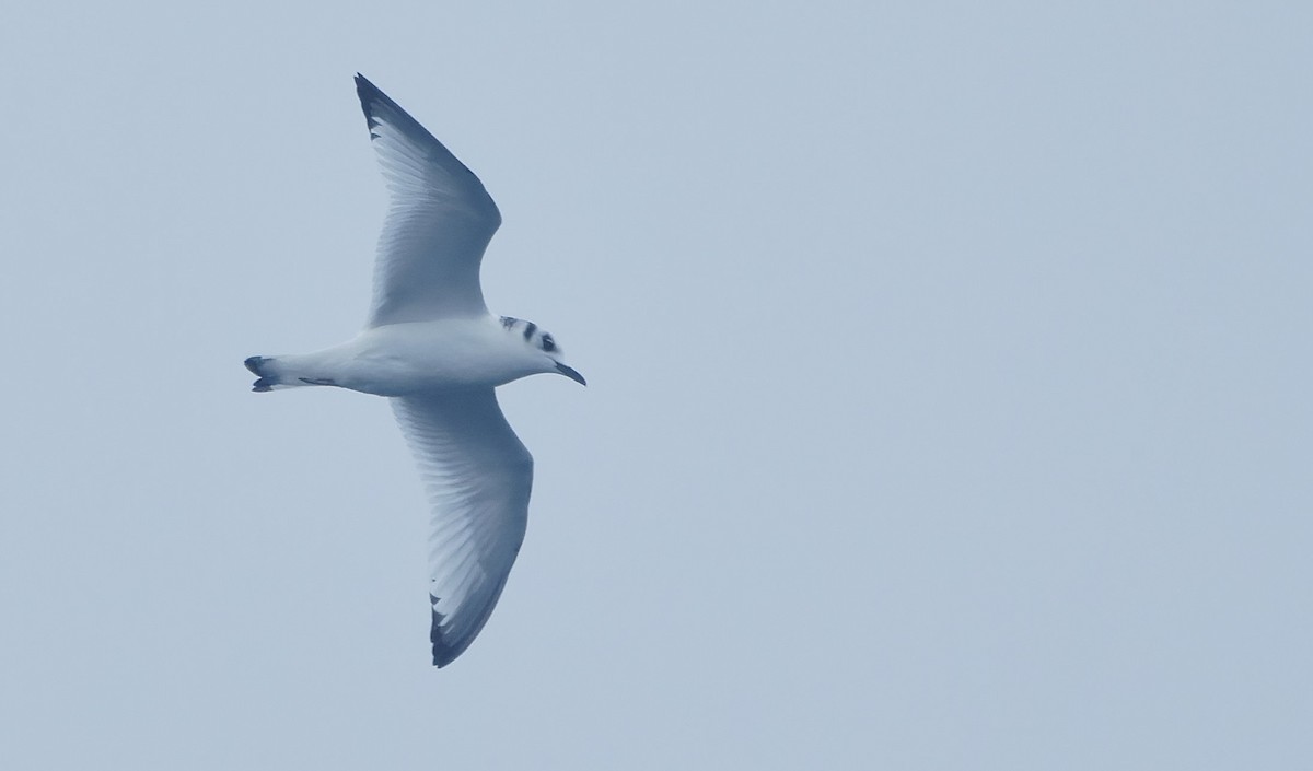 krykkje - ML646919692